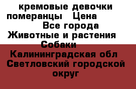 кремовые девочки померанцы › Цена ­ 30 000 - Все города Животные и растения » Собаки   . Калининградская обл.,Светловский городской округ 